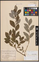 Foto von Salix cinerea L.